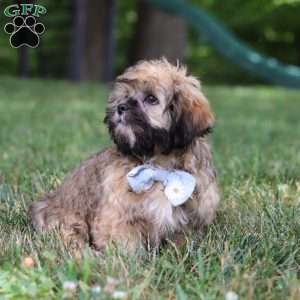 Buddy, Lhasa Apso Puppy